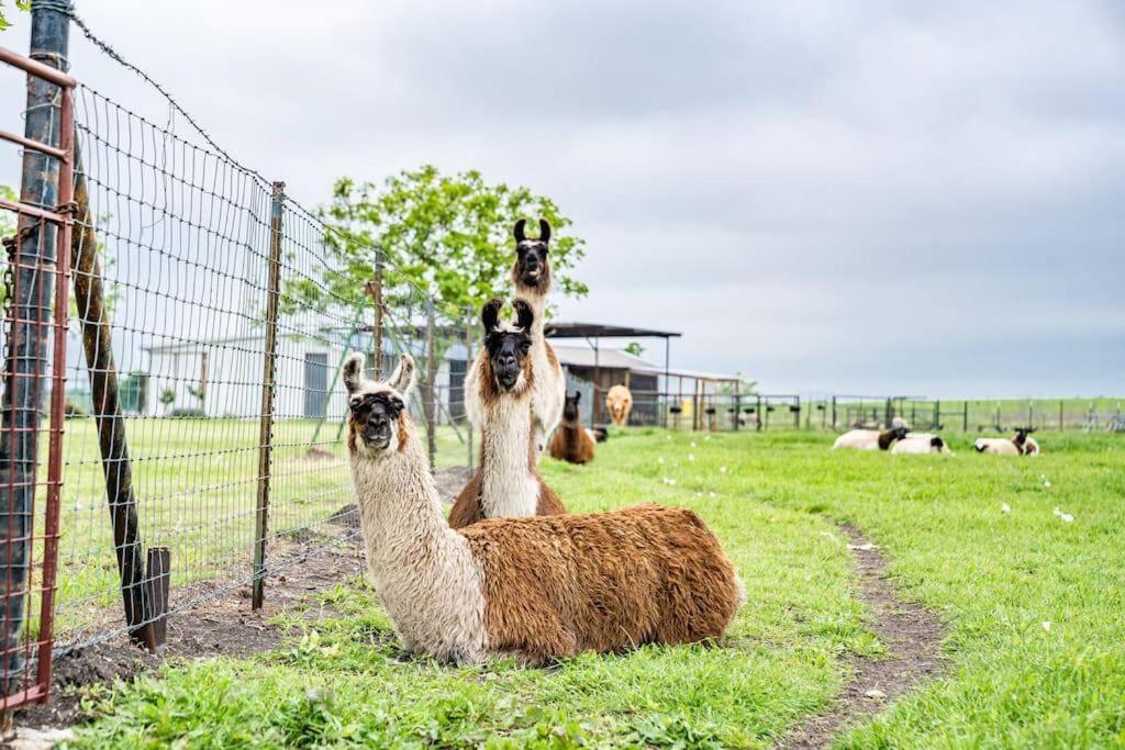 Silo House At Laughing Llama Farm Troy Zewnętrze zdjęcie